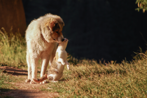 老年犬貓肝病與認知障礙症候群(俗稱犬貓失智)的營養補給關鍵